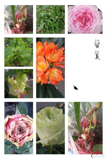 精品花卉直销,另有各种苗木销售