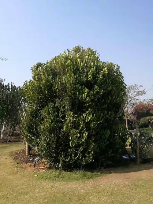 探秘西双版纳植物研究所花卉园 热带花卉树木的种植奇迹
