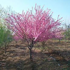 园林绿化树木种植养护 鄢陵县永博花卉苗圃-鄢陵县永博花卉苗圃园