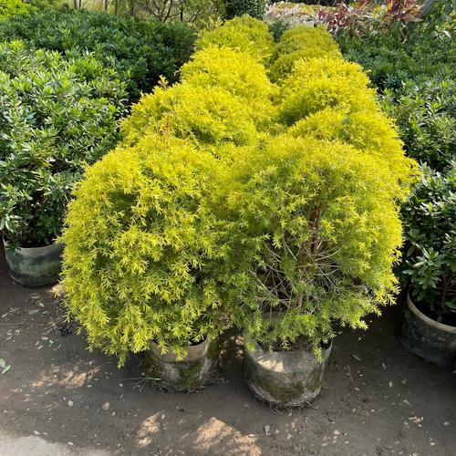 宝树花卉