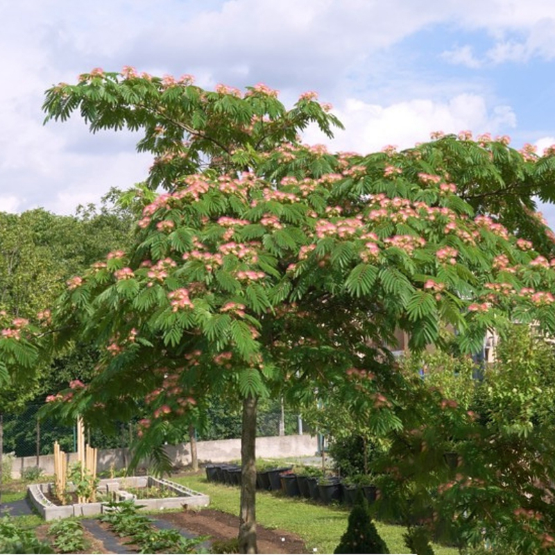合欢、芙蓉与银叶金合欢 庭院树种的南北种植指南