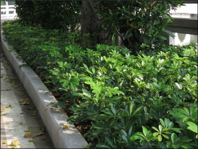 阳光不足也能花开满园 这些耐阴花卉绿植让你家角落生机勃勃