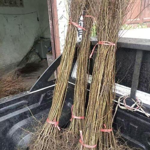 庭院花卉界的常胜将军 揭秘花卉树木种植的成功之道